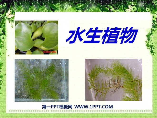 《水生植物》植物PPT课件5