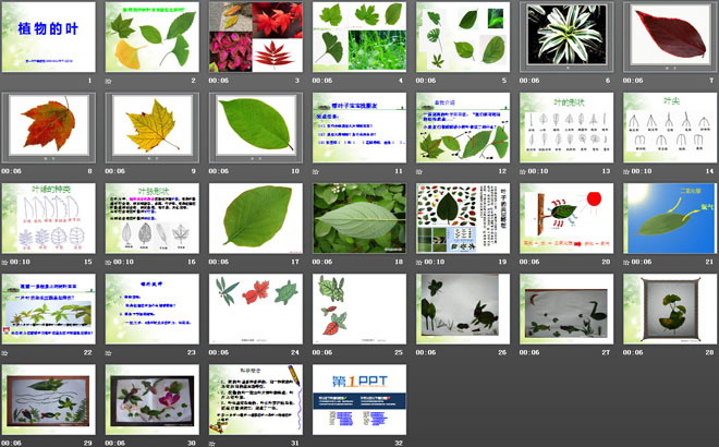 《植物的叶》植物PPT课件3