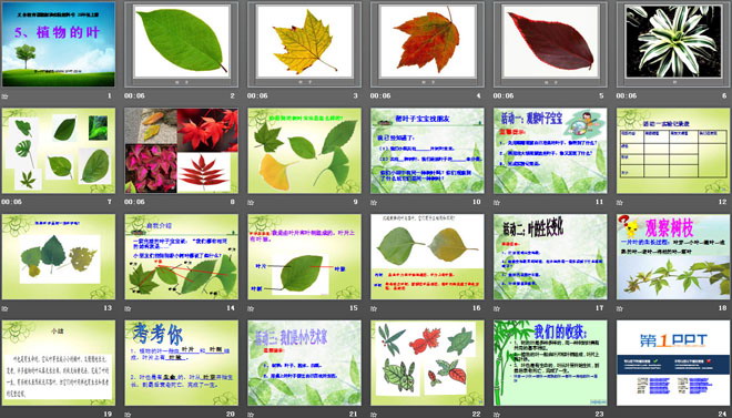 《植物的叶》植物PPT课件4