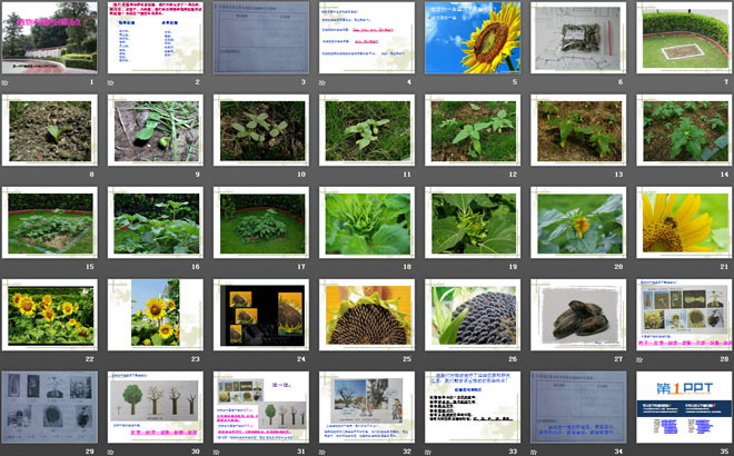 《植物有哪些相同点》植物PPT课件3