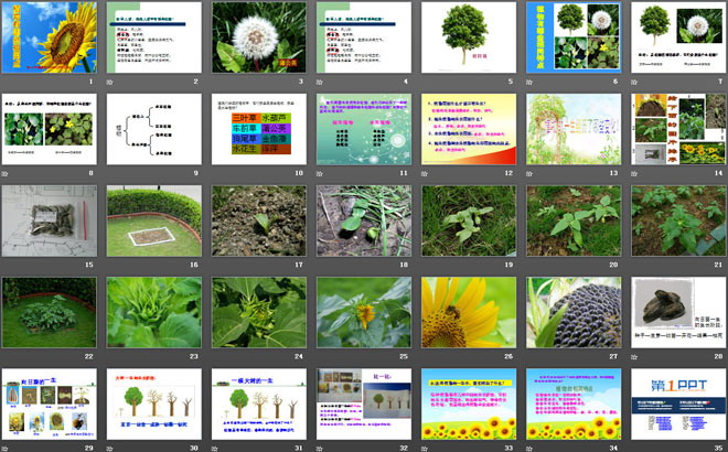 《植物有哪些相同点》植物PPT课件5