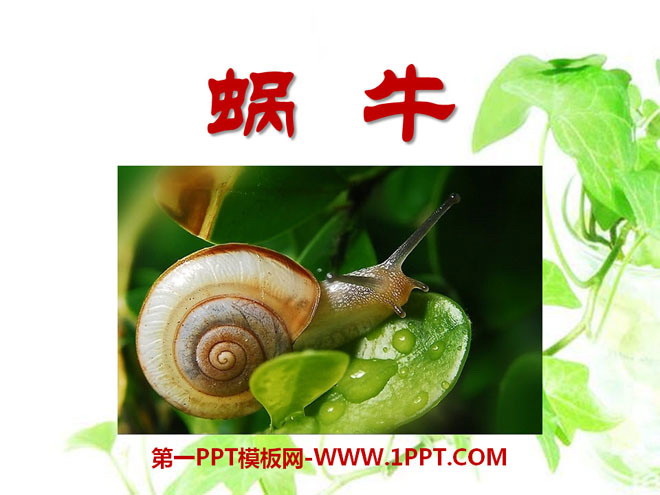 《蜗牛》动物PPT课件