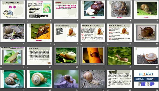 《蜗牛》动物PPT课件2