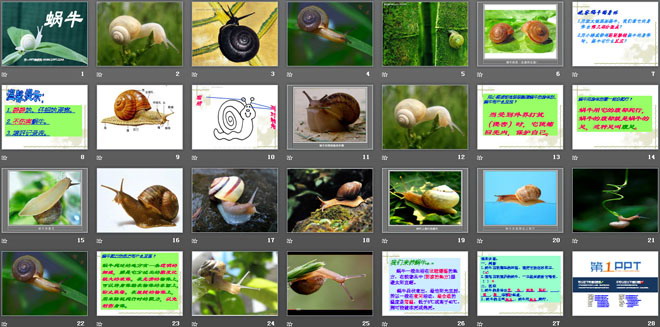 《蜗牛》动物PPT课件4