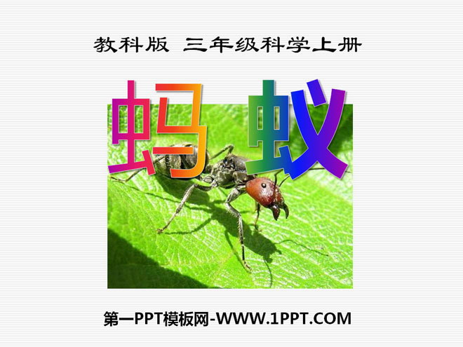 《蚂蚁》动物PPT课件