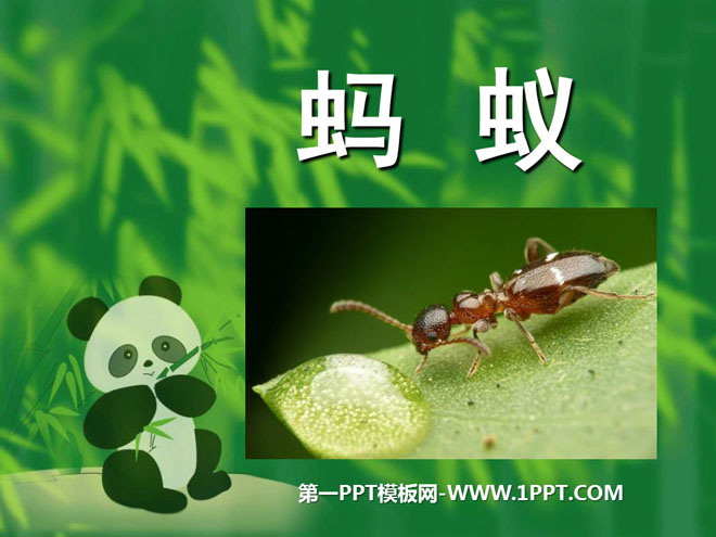 《蚂蚁》动物PPT课件2