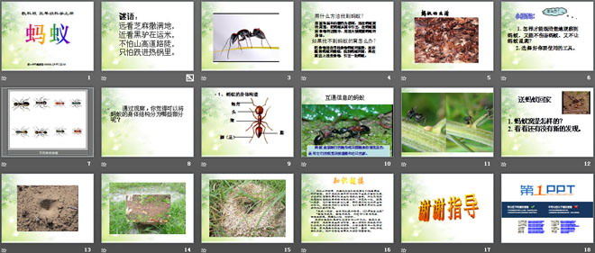 《蚂蚁》动物PPT课件4