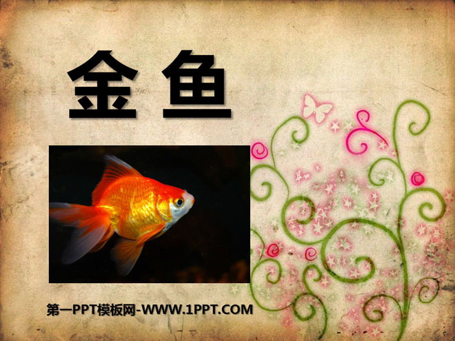 《金鱼》动物PPT课件4