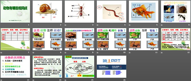 《動(dòng)物有哪些相同點(diǎn)》動(dòng)物PPT課件3