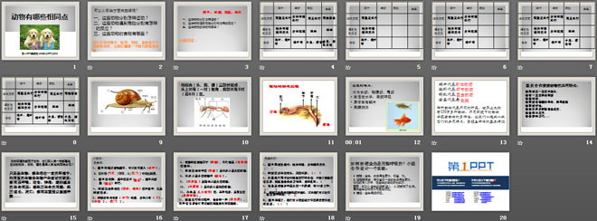 《動(dòng)物有哪些相同點(diǎn)》動(dòng)物PPT課件4