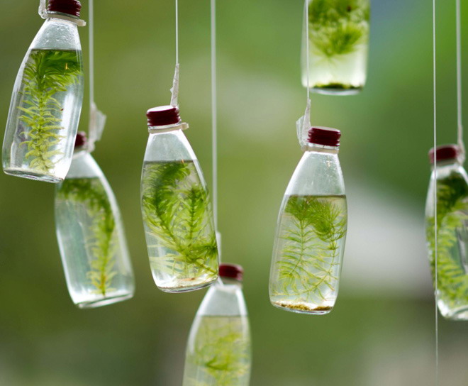 玻璃水杯瓶子绿苔植物PPT背景图片