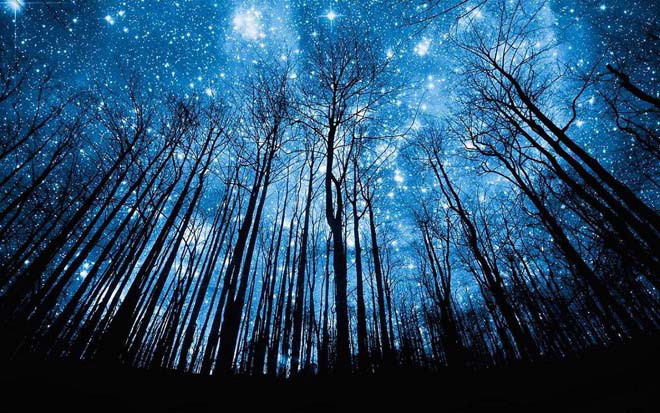 蓝色星空下幽深树林背影PPT背景图片