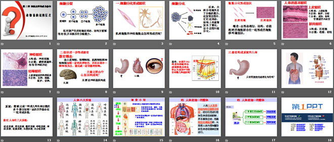 《動物體的結(jié)構(gòu)層次》細胞怎樣構(gòu)成生物體PPT課件