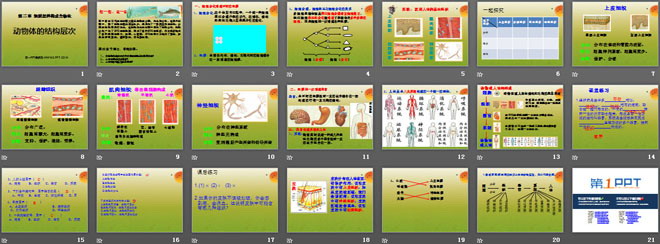 《動(dòng)物體的結(jié)構(gòu)層次》細(xì)胞怎樣構(gòu)成生物體PPT課件2