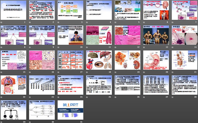 《動(dòng)物體的結(jié)構(gòu)層次》細(xì)胞怎樣構(gòu)成生物體PPT課件3