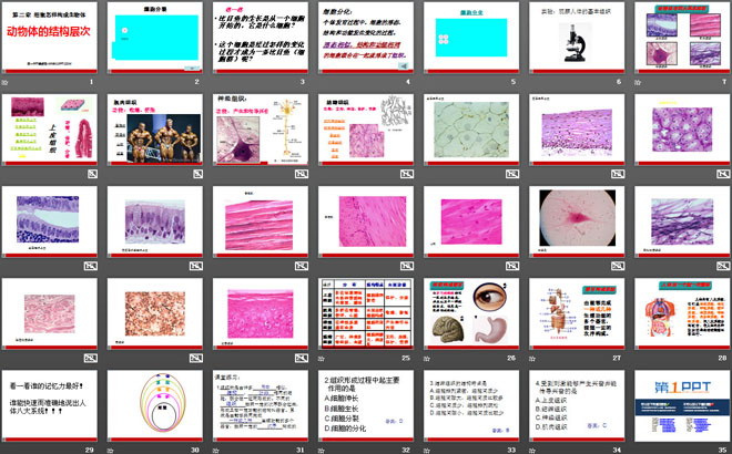 《動(dòng)物體的結(jié)構(gòu)層次》細(xì)胞怎樣構(gòu)成生物體PPT課件5