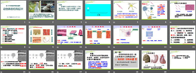 《動(dòng)物體的結(jié)構(gòu)層次》細(xì)胞怎樣構(gòu)成生物體PPT課件6