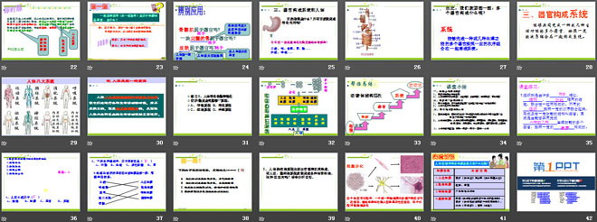 《動(dòng)物體的結(jié)構(gòu)層次》細(xì)胞怎樣構(gòu)成生物體PPT課件6