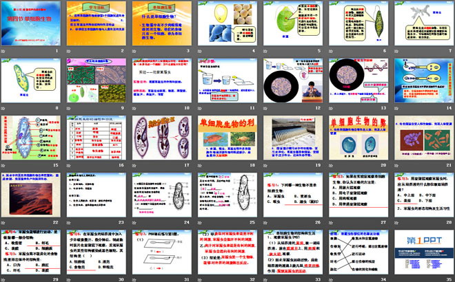 《單細(xì)胞生物》細(xì)胞怎樣構(gòu)成生物體PPT課件