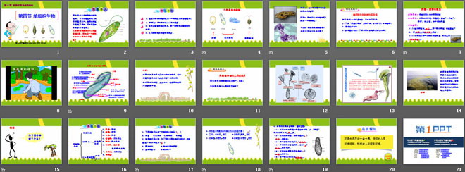 《單細胞生物》細胞怎樣構成生物體PPT課件2