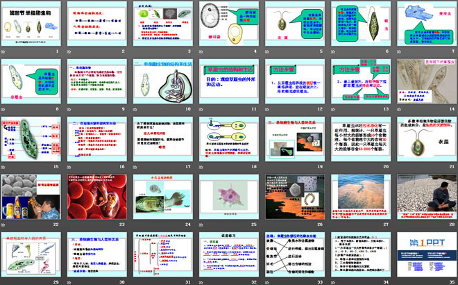 《單細(xì)胞生物》細(xì)胞怎樣構(gòu)成生物體PPT課件3