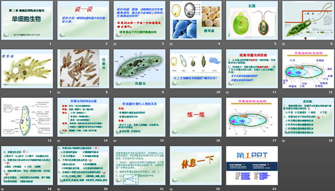 《單細(xì)胞生物》細(xì)胞怎樣構(gòu)成生物體PPT課件4