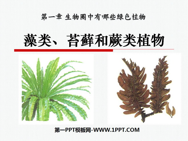 《藻类苔藓和蕨类植物》生物圈中有哪些绿色植物PPT课件4