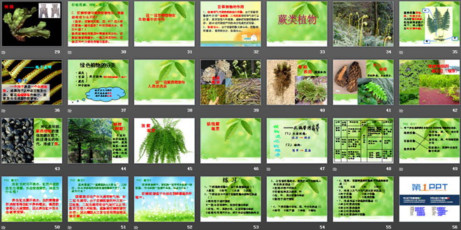 《藻类苔藓和蕨类植物》生物圈中有哪些绿色植物PPT课件6