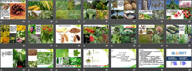 《种子植物》生物圈中有哪些绿色植物PPT课件2