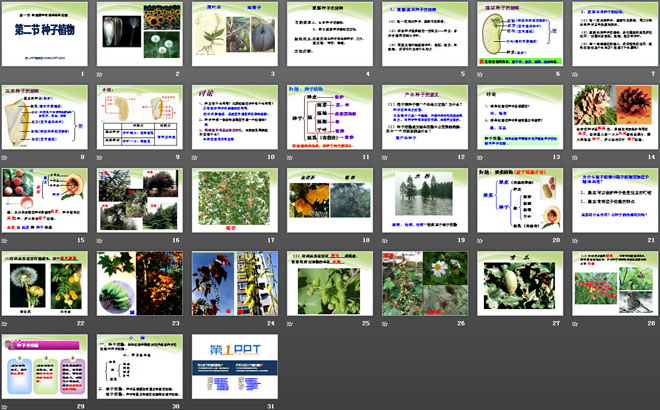 《种子植物》生物圈中有哪些绿色植物PPT课件5