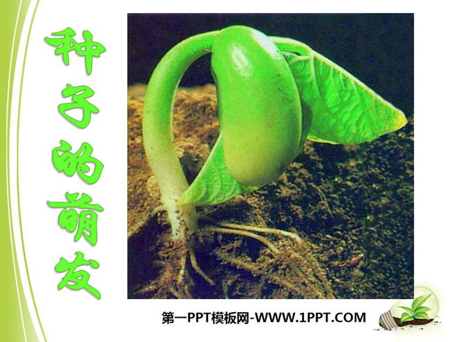 《种子的萌发》被子植物的一生PPT课件8