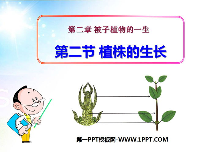 《植株的生长》被子植物的一生PPT课件