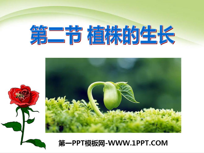 《植株的生长》被子植物的一生PPT课件6