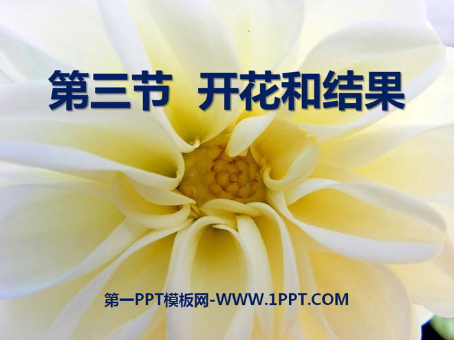 《开花和结果》被子植物的一生PPT课件