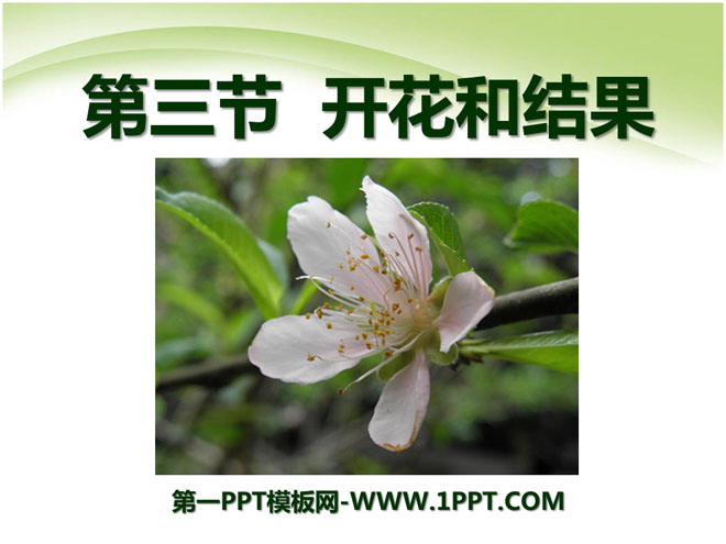 《开花和结果》被子植物的一生PPT课件3