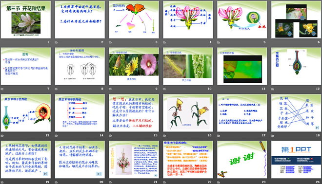 《開(kāi)花和結(jié)果》被子植物的一生PPT課件3