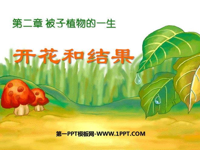 《开花和结果》被子植物的一生PPT课件4