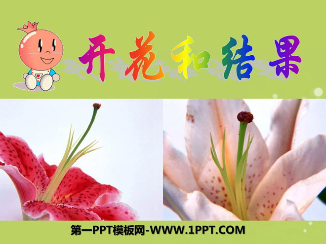 《开花和结果》被子植物的一生PPT课件7