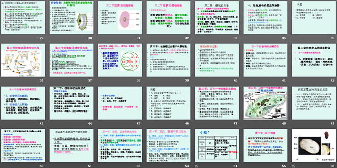 《七年級生物上冊總復習》PPT課件2