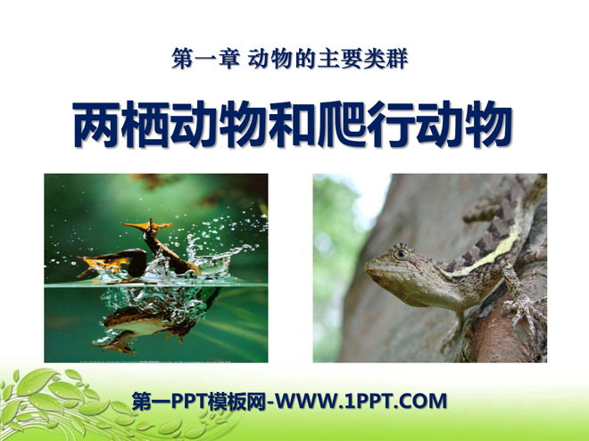 《两栖动物和爬行动物》动物的主要类群PPT课件3