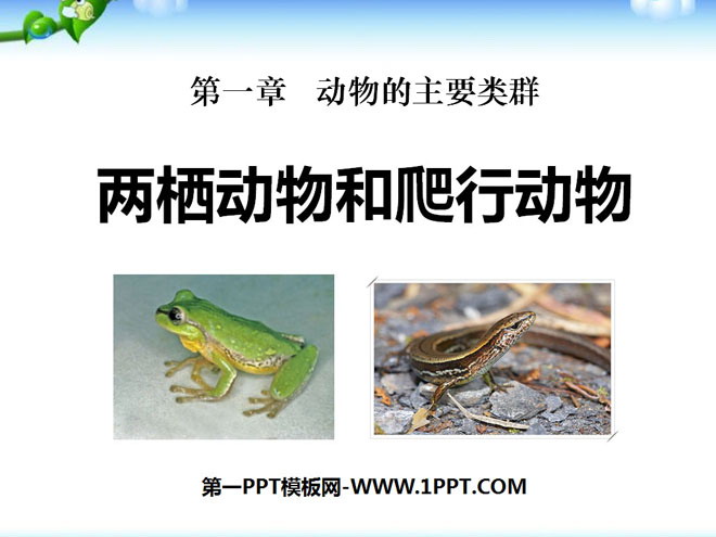 《两栖动物和爬行动物》动物的主要类群PPT课件4
