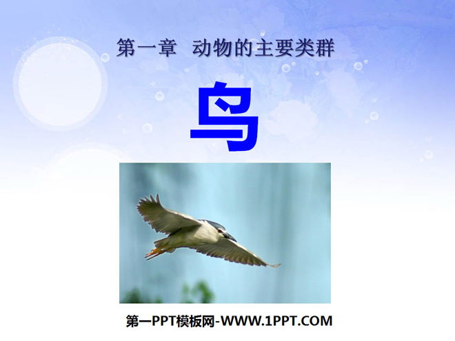 《鸟》动物的主要类群PPT课件2