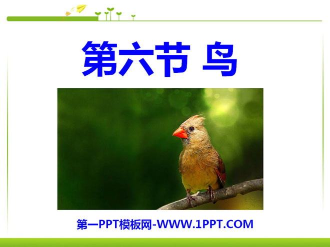 《鸟》动物的主要类群PPT课件4