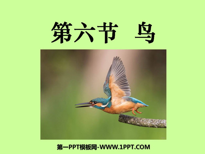 《鸟》动物的主要类群PPT课件5