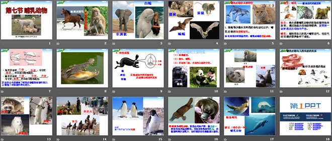 《哺乳动物》动物的主要类群PPT课件4