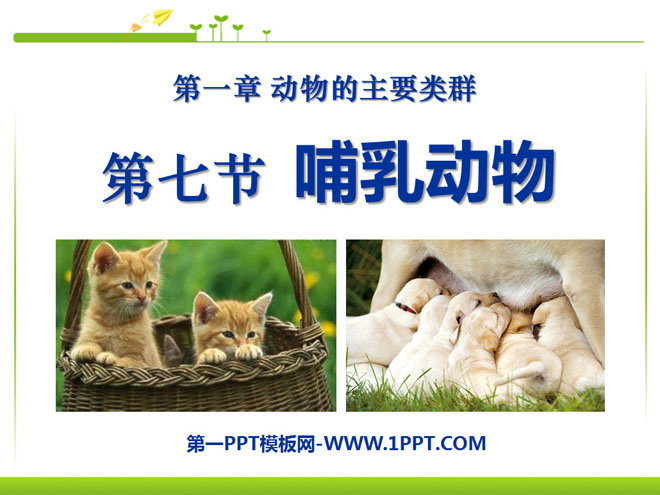 《哺乳动物》动物的主要类群PPT课件6