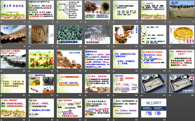 《社會(huì)行為》動(dòng)物的運(yùn)動(dòng)和行為PPT課件2