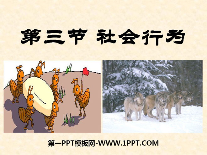 《社会行为》动物的运动和行为PPT课件7
