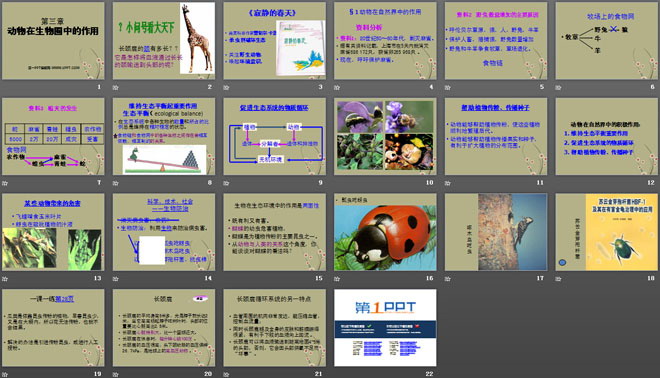 《動物在生物圈中的作用》PPT課件4