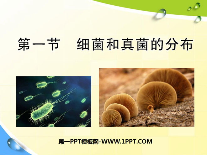 《细菌和真菌的分布》细菌和真菌PPT课件7